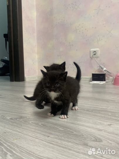 Милые котята