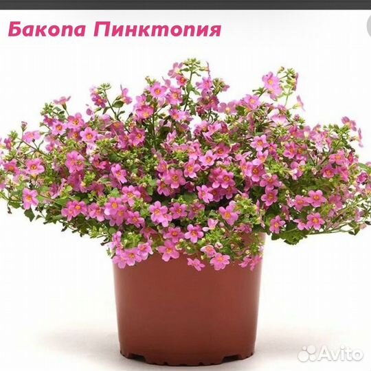 Бакопа ампельная три сорта рассада