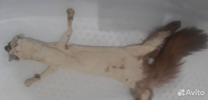 Продам шкуры куницы