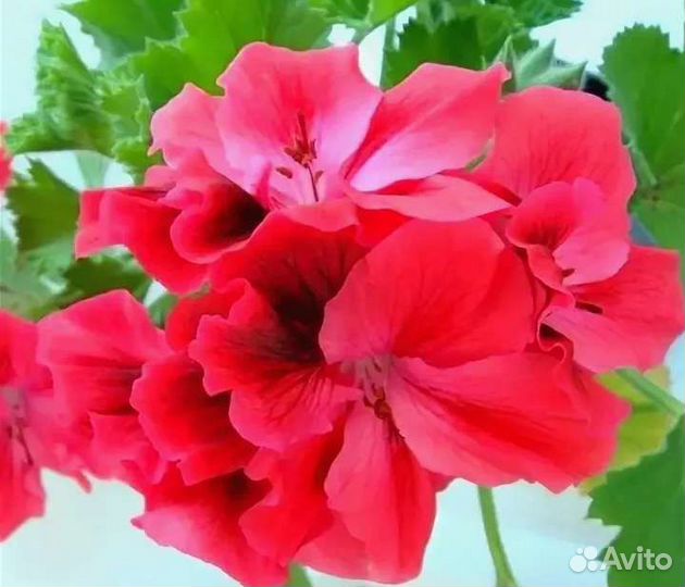 Королевская сортовая пеларгония