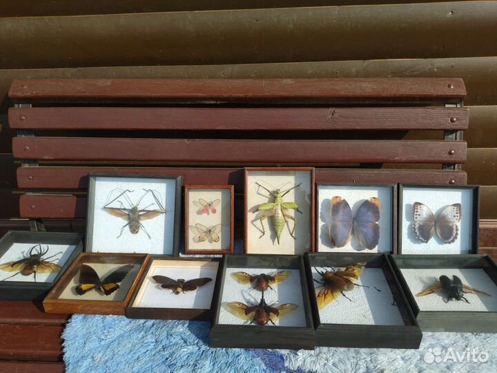 Большие насекомые в рамке стекле