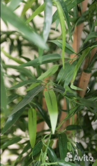 Бамбук искусственный