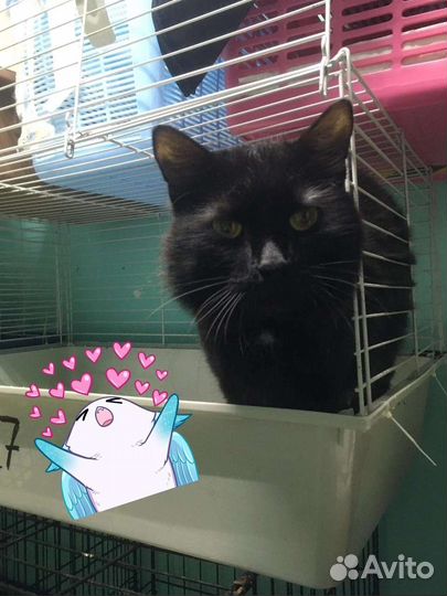 Кот. молодой. ласковый