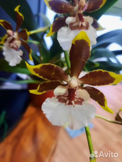 Орхидея камбрия