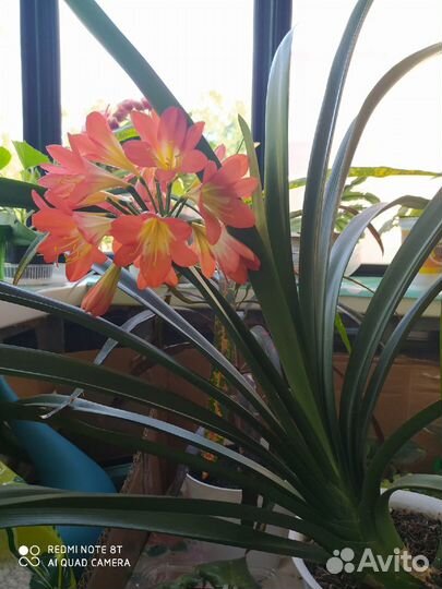 Комнатные растения и цветы