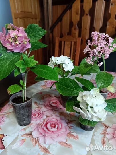 Гортензия саженцы