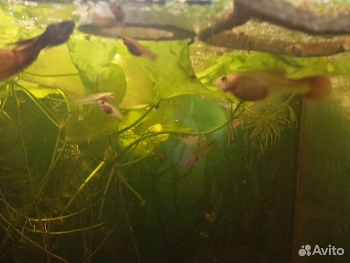 Аквариумные рыбки гуппи подростки