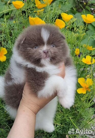 Померанский шпиц Патик