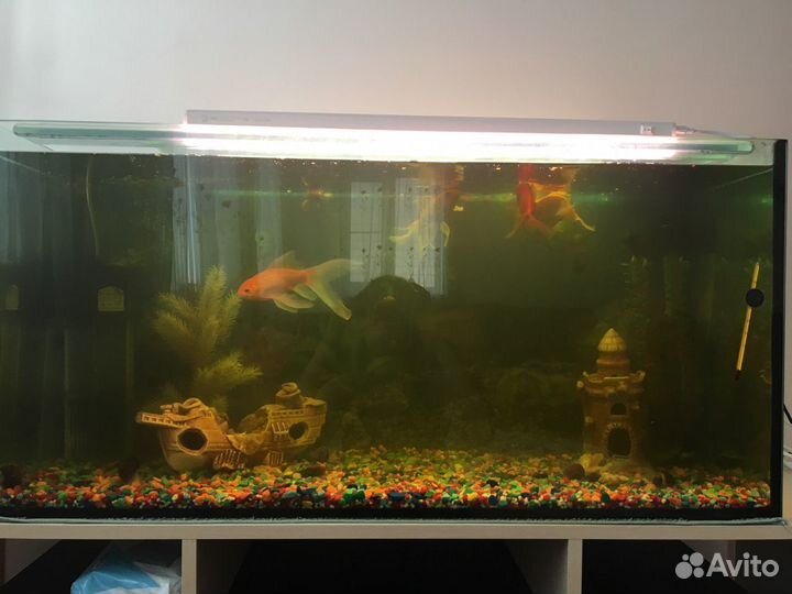 Аквариум