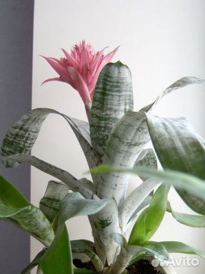 Эхмея - красивое растение
