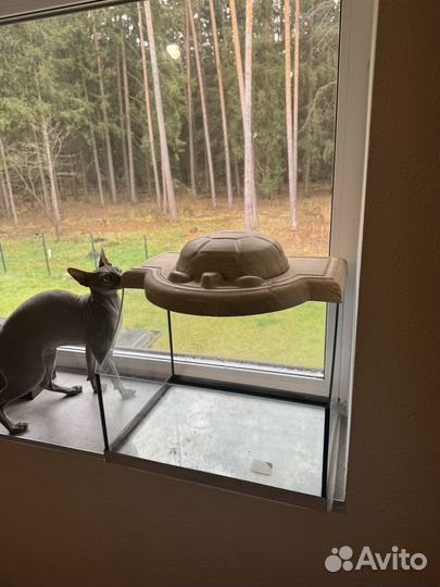 Черепашатник аква гесса