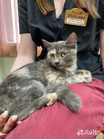 Кошечка Леся