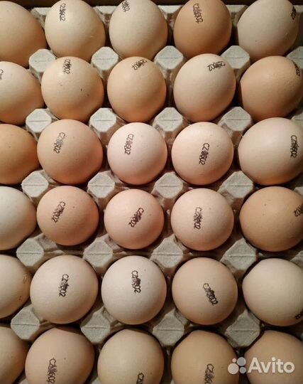 Инкубационное яйцо (импорт) бройлер, индейка, утка