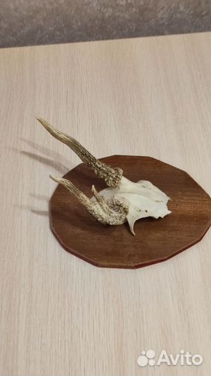 Рога косули