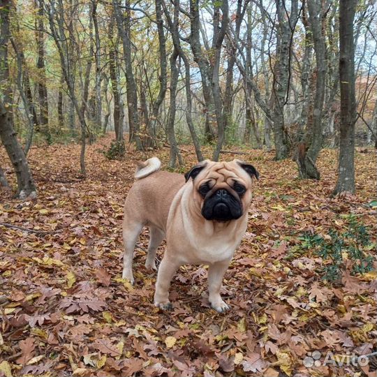 Вязка мопс