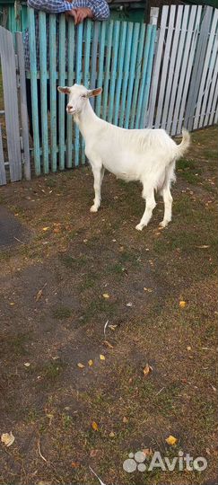 Зааненская дойная коза