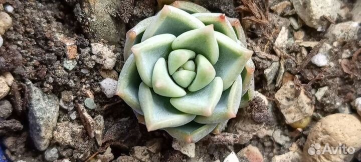 Суккуленты лоток 10 растений