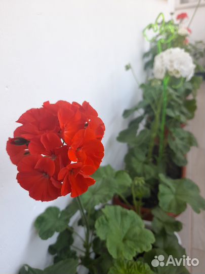 Пеларгония герань