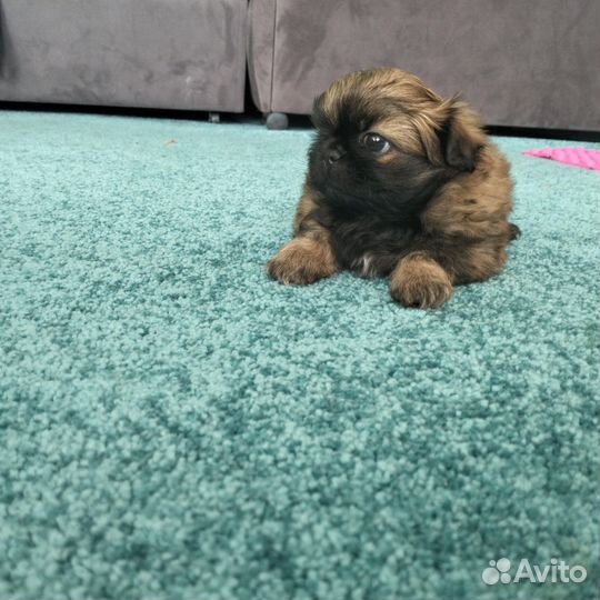 Щенки пекинеса