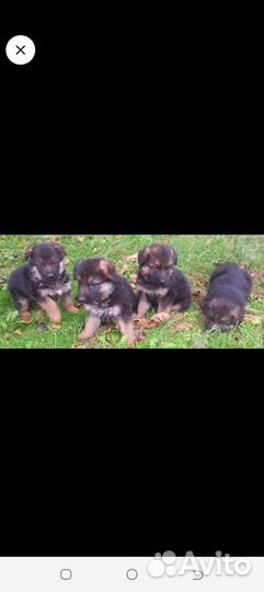 Немецкая овчарка