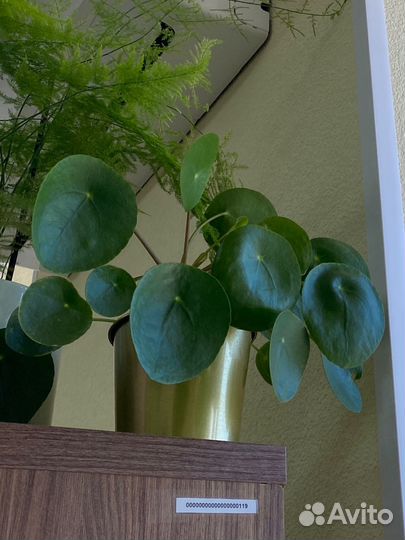 Пилея пеперомиевидная