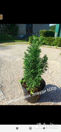 Кипарисовики