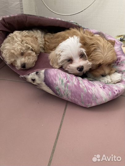 Мальчик мальтипу