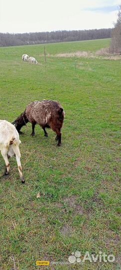 Дойные козы с козлятами