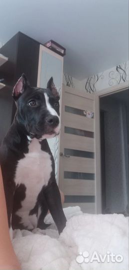 Стаффордширский терьер