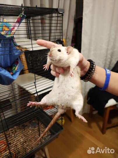 Крысы с клеткой