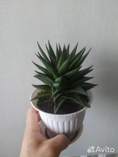 Суккуленты хавортия, цветы