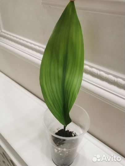 Аспидистра вариегатная