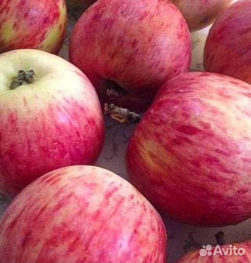 Саженцы яблони Штрифель