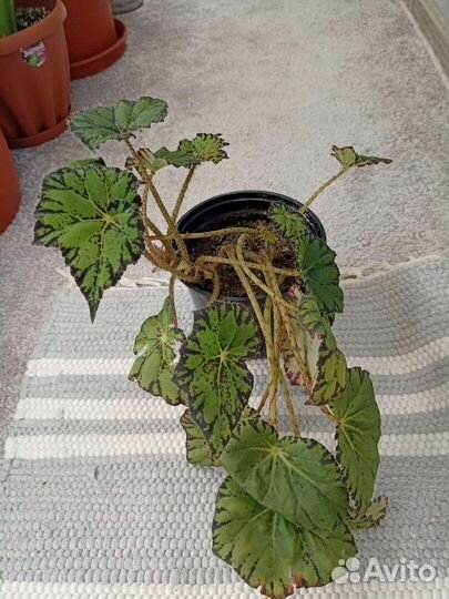 Бегония Бауэра