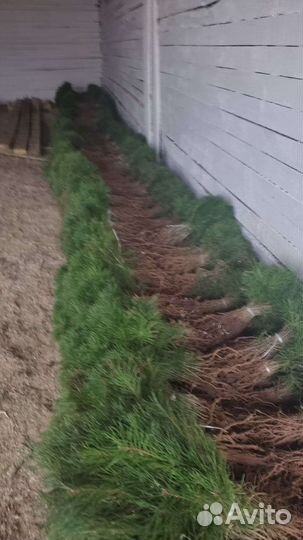 Сосна елка окс зкс