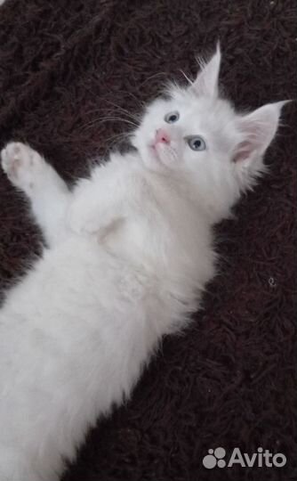 Котята мейн-кун