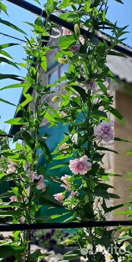 Калистегия махровая