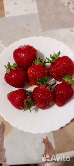 Клубника сорт Олимпия