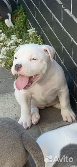 Американский булли щенки