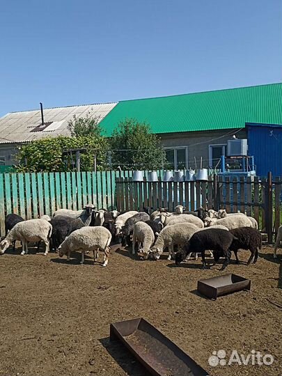 Овцы бараны