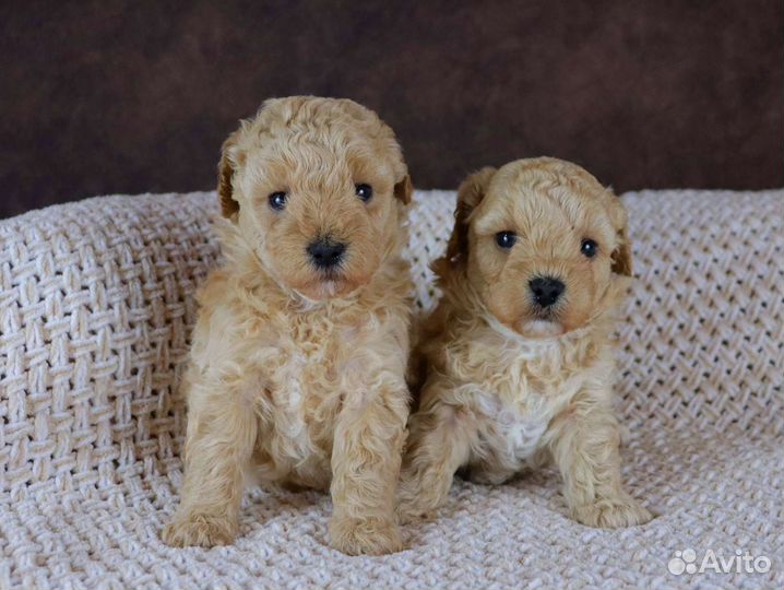 Девочки мальтипу абрикосовые