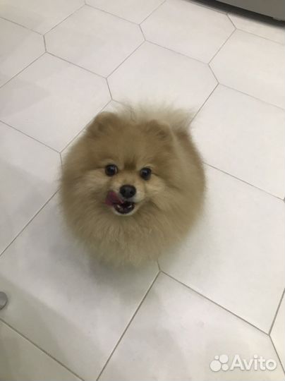 Вязка кобель шпиц