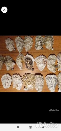 Ракушки устриц