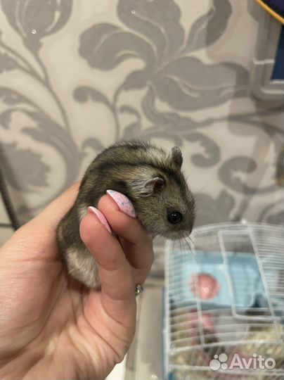 Джунгарский хомяк бесплатно