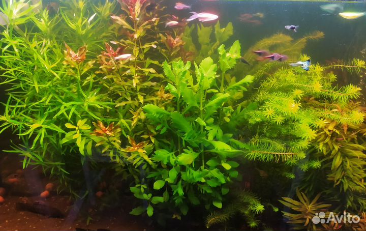 Набор аквариумной травы (5 видов)