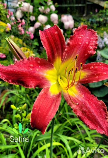 Лилейник Volcanic Eruption