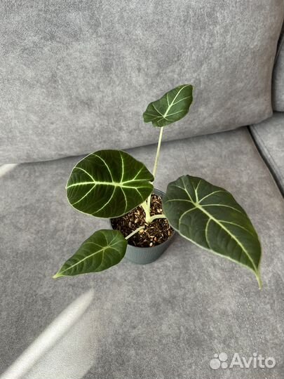 Алоказия black velvet