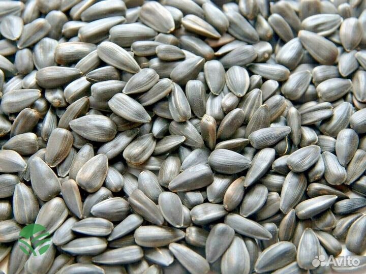 Доставка семян подсолнечника, кукурузы