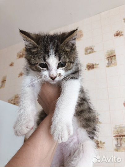 Котята 3 месяца