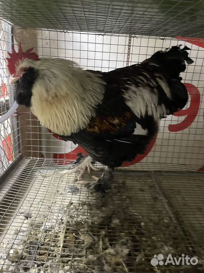 Брама,фавероль,к кохинхин